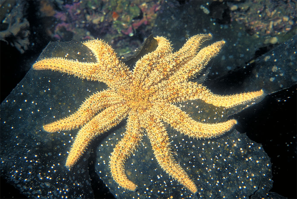 Coscinasterias calamaria